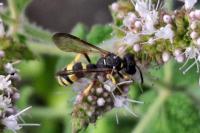 Cerceris rybyensis