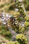 Cerceris arenaria