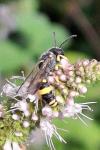 Cerceris rybyensis