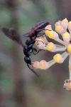 Aporus unicolor