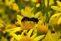 Heriades truncorum