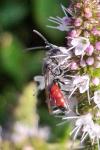 Sphecodes