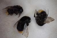 Bombus lapidarius