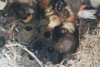 Bombus lapidarius
