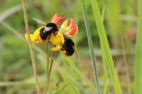 Bombus