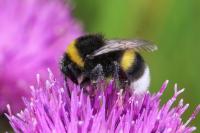 Bombus terrestris