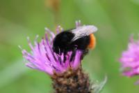 Bombus