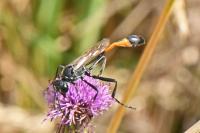Ammophila