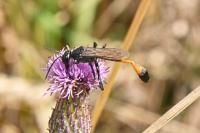 Ammophila