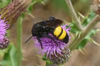 Scolia hirta