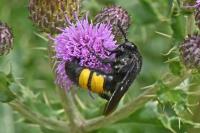 Scolia hirta