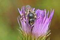 Megachile