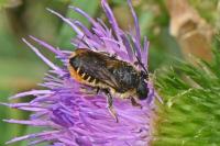 Megachile