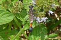 Ammophila