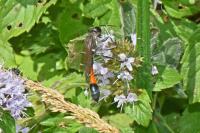 Ammophila