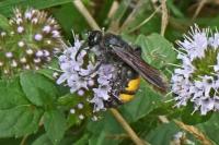 Scolia hirta