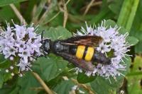 Scolia hirta