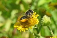 Megachile