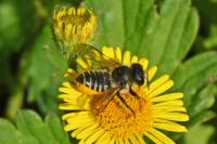 Megachile