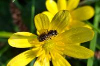 Lasioglossum