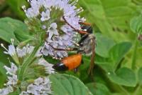Sphecidae