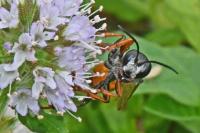 Sphecidae