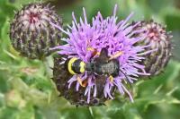 Cerceris rybyensis