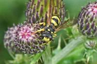 Cerceris rybyensis