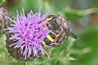 Cerceris rybyensis