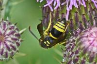 Ancistrocerus