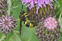 Ancistrocerus