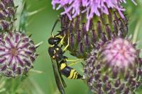 Ancistrocerus