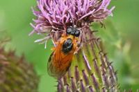 Selandria serva