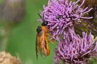 Selandria serva