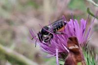 Megachile