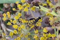 Cremastinae
