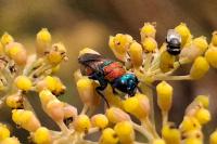 Hedychrum nobile
