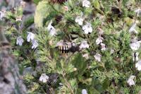 Anthidium manicatum