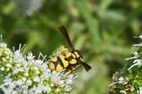 Parodontodynerus ephippium