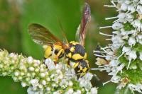 Parodontodynerus ephippium