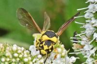 Parodontodynerus ephippium