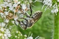 Megachile pilidens