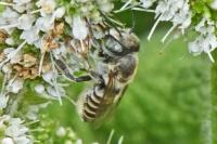 Megachile pilidens