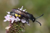 Scolia hirta