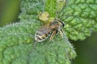 Lasioglossum nitidulum