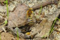 Colletes hederae
