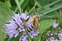 Halictus scabiosae