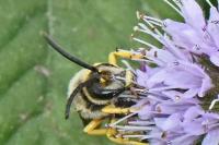 Halictus scabiosae
