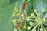 Colletes hederae
