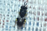 Brachymeria